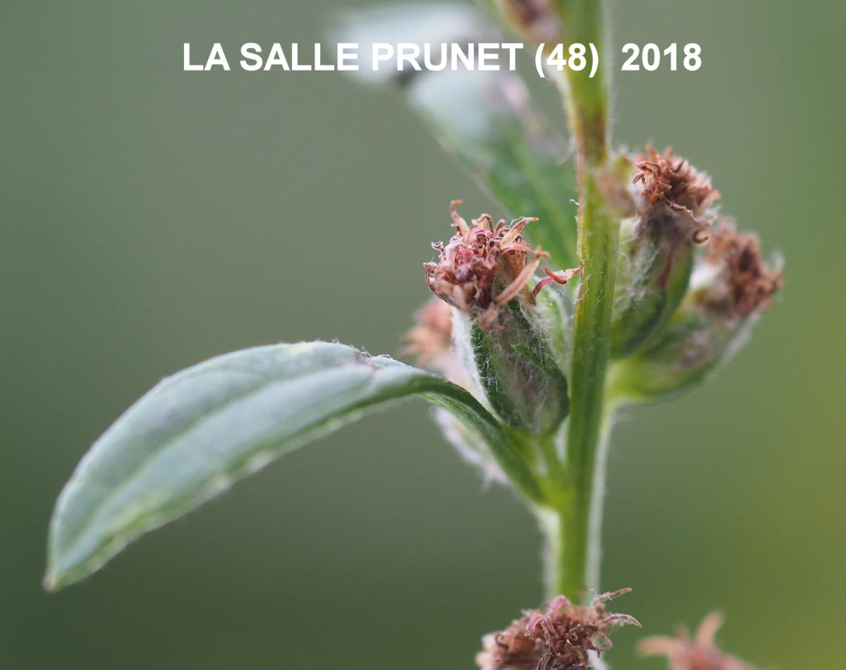 Artemisia annua - NATURESCENE