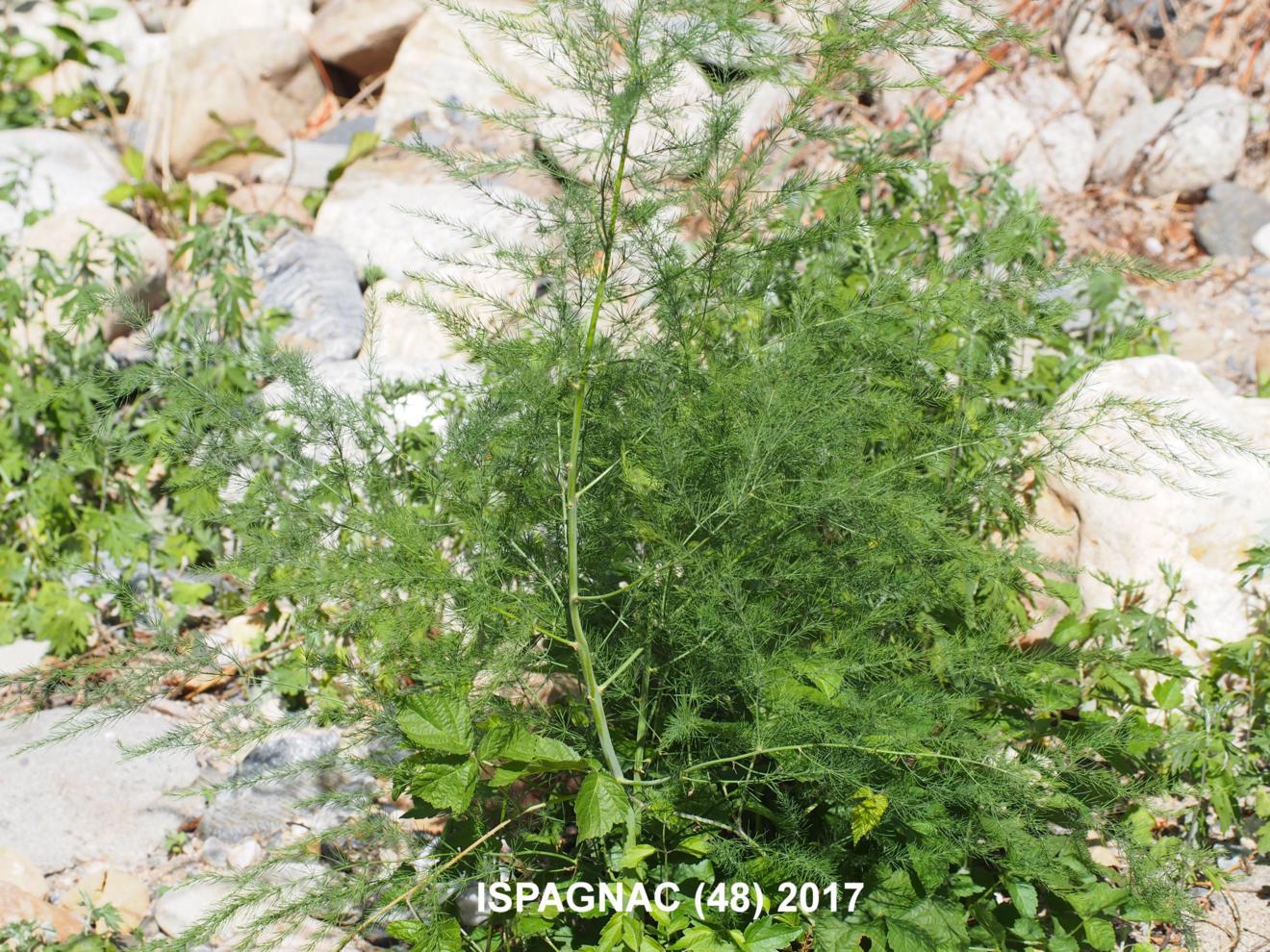 Artemisia annua - NATURESCENE