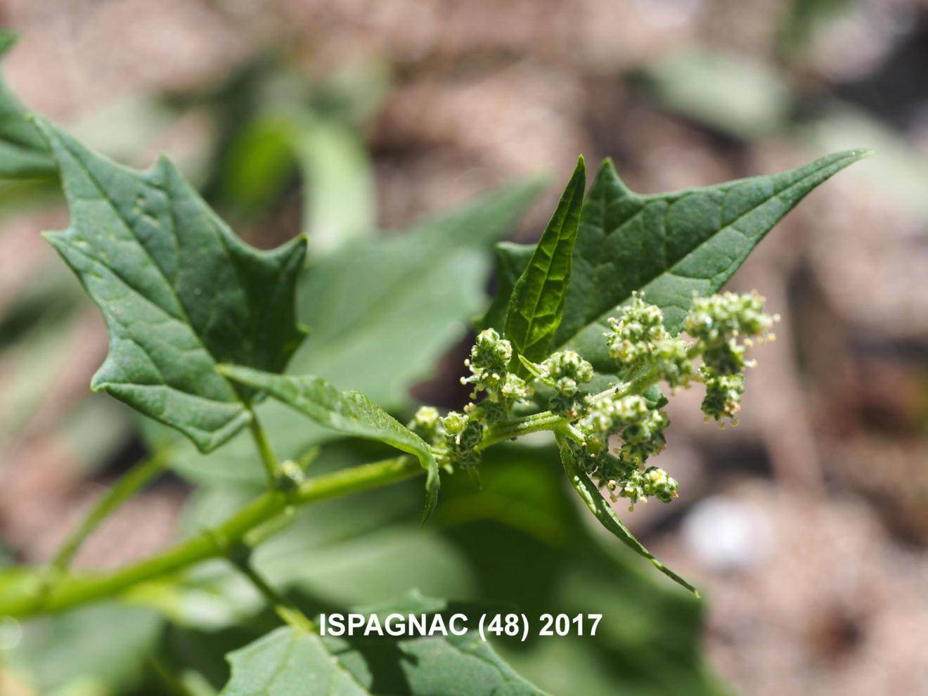 Chenopodiastrum hybridum - NATURESCENE