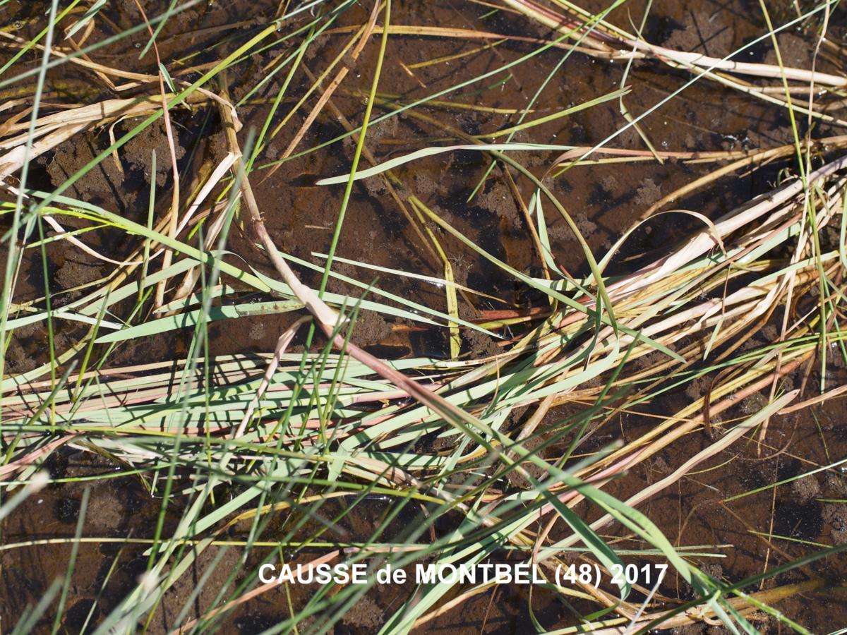 Plicate Sweet-Grass Glyceria notata